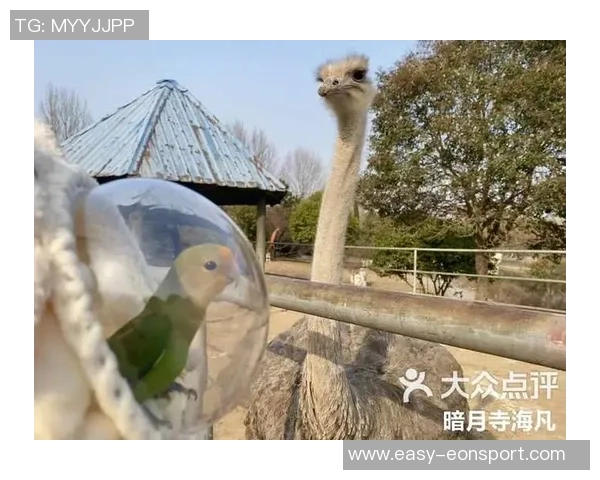 都柏林动物园为鹦鹉命名帕洛特引发热议带队杀入附加赛